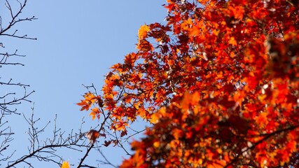 Autumn foliage in Kyoto, Japan