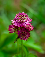 Red astrantia flower on a beautiful green blurred background