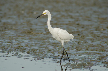 Egretta garzetta , Little Egret on mud with nature background