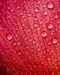 Drops of water on red peony flower petals