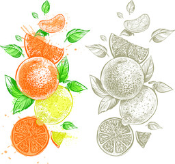 set of citrus fruit