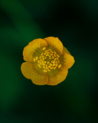 Summer yellow flower celandine ? medicinal plant's blossom and flowering