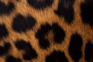 Leopard skin texture : Close-up leopard spot pattern texture background.