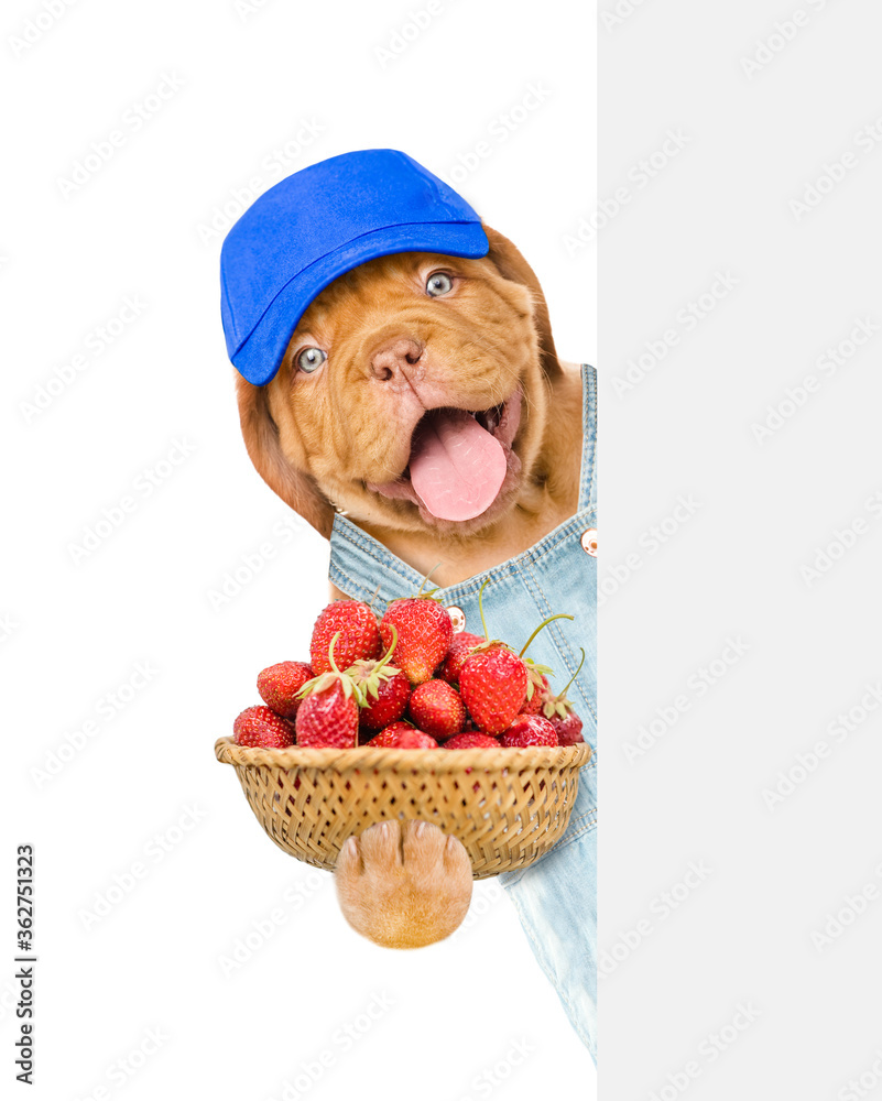 Poster happy puppy farmer wearing overalls and blue cap holds basket of strawberries and looks from behind 