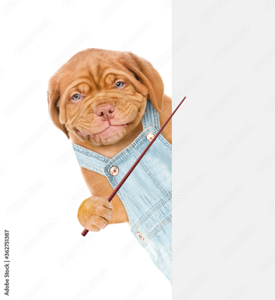 Poster dog worker wearing overalls points on empty white banner. isolated on white background