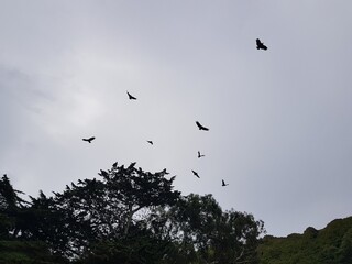Aves en cielo nublado