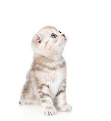 Lop-eared scottish kitten looks up. isolated on white background