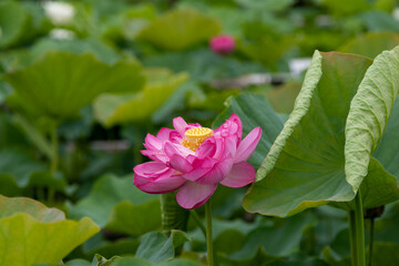 蓮の花　埼玉県行田市　日本