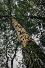The stem of tall tree from low angle view