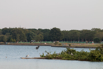 A egret flying over the lake