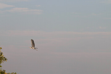Grey heron flying in the sky