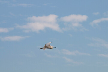 Grey heron flying in the sky