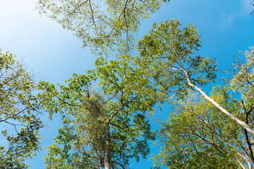 Forest trees. Blue sky in background.