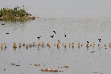 A flock of magpies flying over the lake