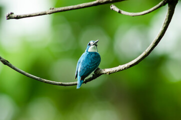 Small blue kingfisher on stalk with green background nature and bokeh