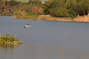 A egret flying over the lake