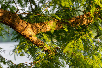 Fototapeta premium Bald Cypress at Nolin Lake in Kentucky