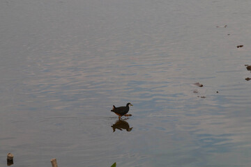 Amaurornis phoenicurus that walking in the lake