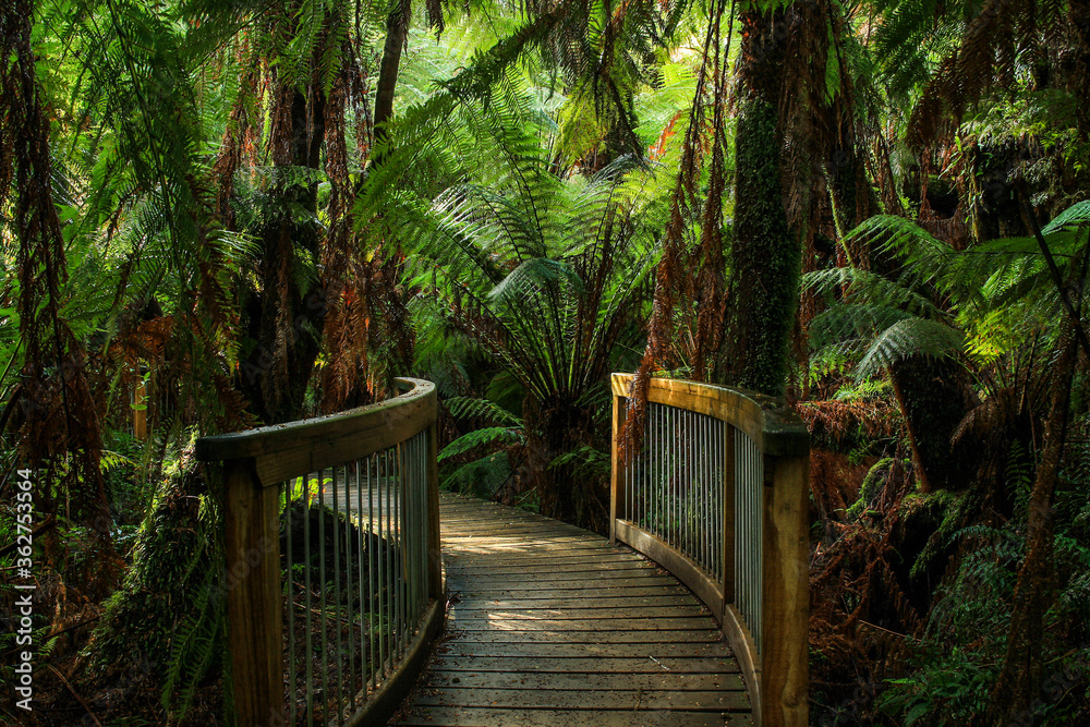 Wall mural path in rainforest