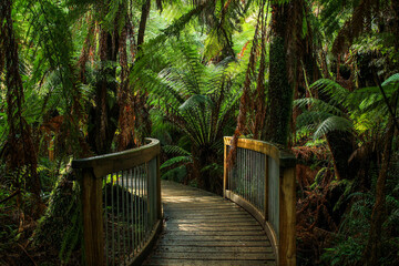 path in rainforest - Powered by Adobe