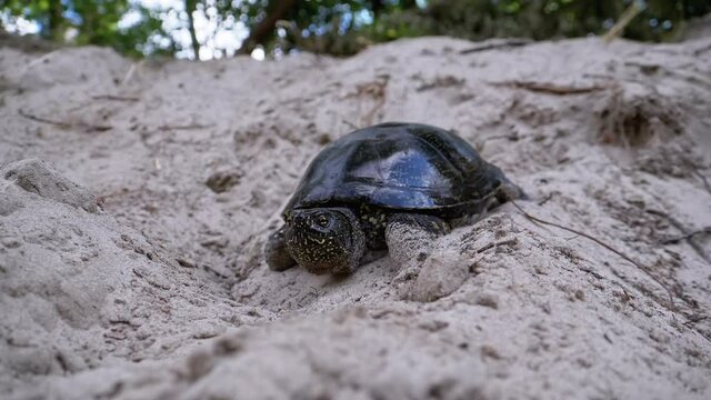 River Turtle Crawling on Sand to Water near Riverbank. Slow Motion