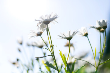 White daisy flower with sunshine in the garden.