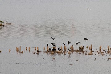 A flock of magpies flying over the lake