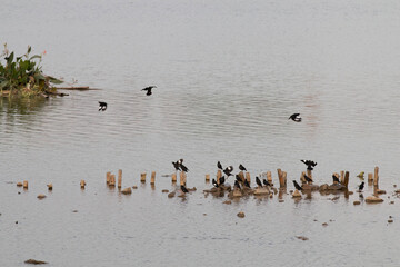 A flock of magpies flying over the lake