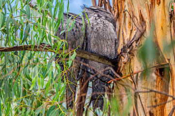  Tawny Frog-mouths