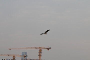 Grey heron flying in the sky