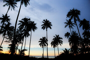 Fototapeta na wymiar Palm tree with silhouette.