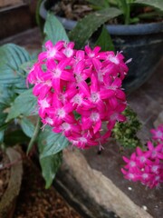 pink hydrangea flowers