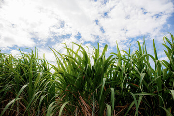 Sugarcane of leaves with sky.