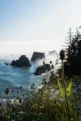 Sea stacks and wildflowers at the Oregon Coast vertical image