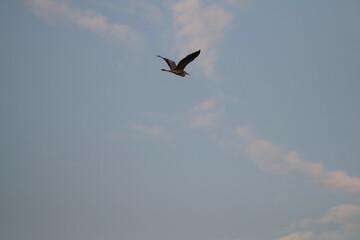 bird in the sky
