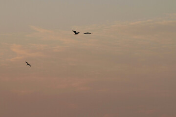birds in the sky