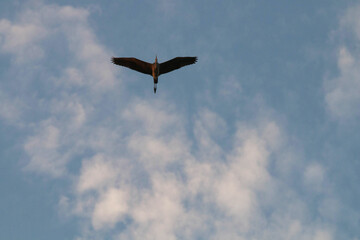 bird in the sky
