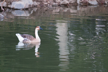 A goose swimming in the lake