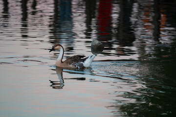 A goose swimming in the lake