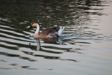 A goose swimming in the lake