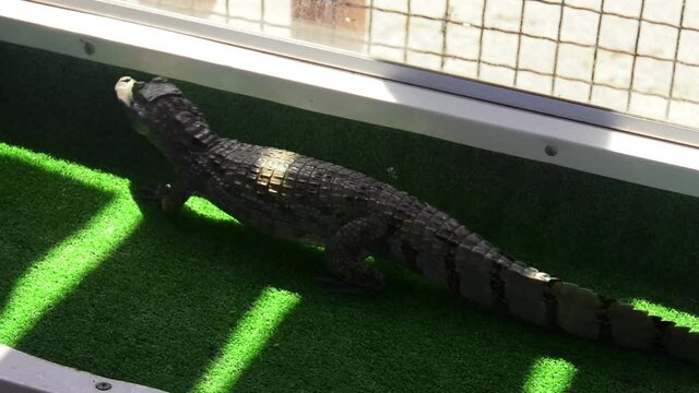 A baby captive alligator, crocodile, reptile behind the glass
