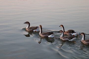 geese on the lake