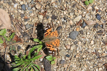 砂利の地面の上で羽を開いて休憩するヒメアカタテハ