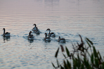 geese swimming on the lake