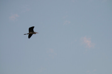 bird in flight