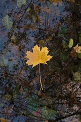 Autumn maple leaf in dark water with reflection of a tree.Autumn time.  leaf on the surface of the water.Fall season concept	