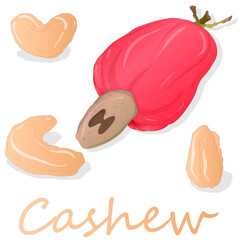 Cashew set vector illustration on white background. Isolated image