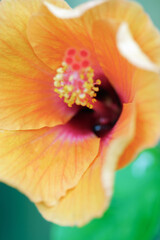 Fototapeta na wymiar Orange hibiscus