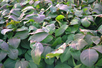 Fototapeta na wymiar Bundle of Green Leaves