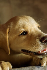 GOLDEN Labrador Retriever PUPPY CUTE AND ADORABLE